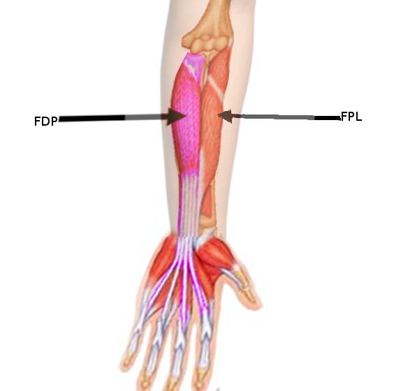 <p>Deep External Hand Flexors