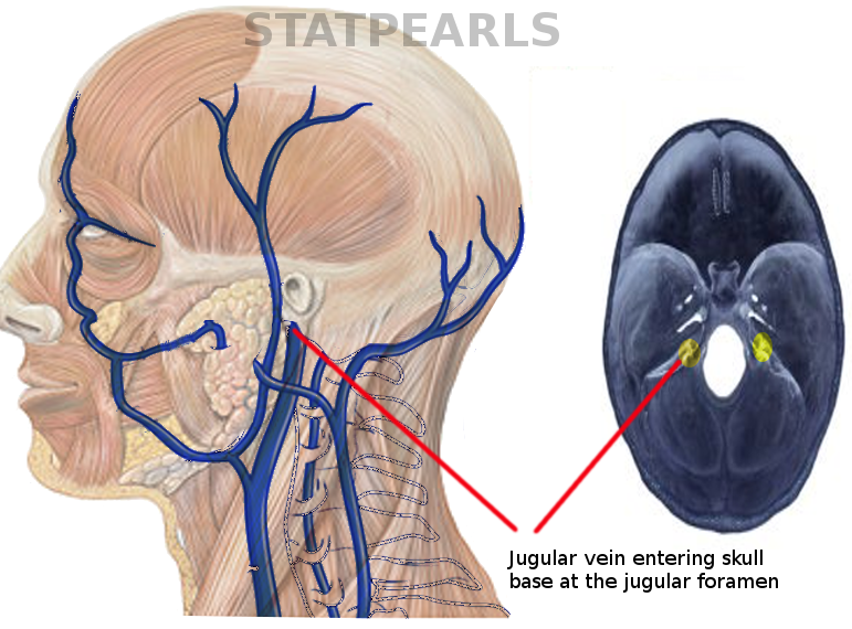 Course of jugular vein
