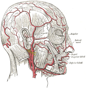 <p>Arteries of the scalp</p>