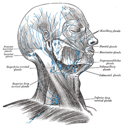 Lymphatic supply for scalp