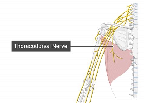 <p>The Thoracodorsal Nerve. The figure shows the thoracodorsal nerve and the latissimus dorsi muscle.</p>