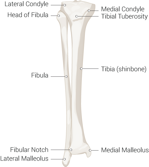 <p>Inferior Leg Bones