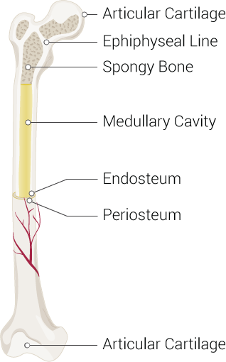 <p>Parts of a Long Bone