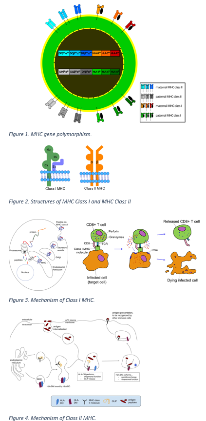 HLA/MHC  gene polymorphism, structure, and mechanism