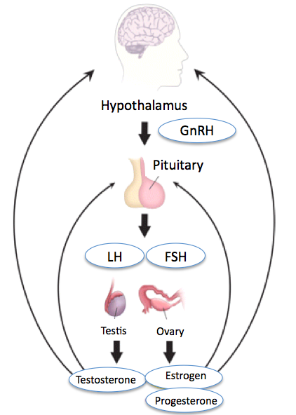<p>Hypothalamic-Pituitary-Gonadal Axis</p>
