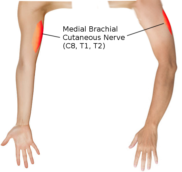 <p>Medial Brachial Cutaneous Nerve</p>