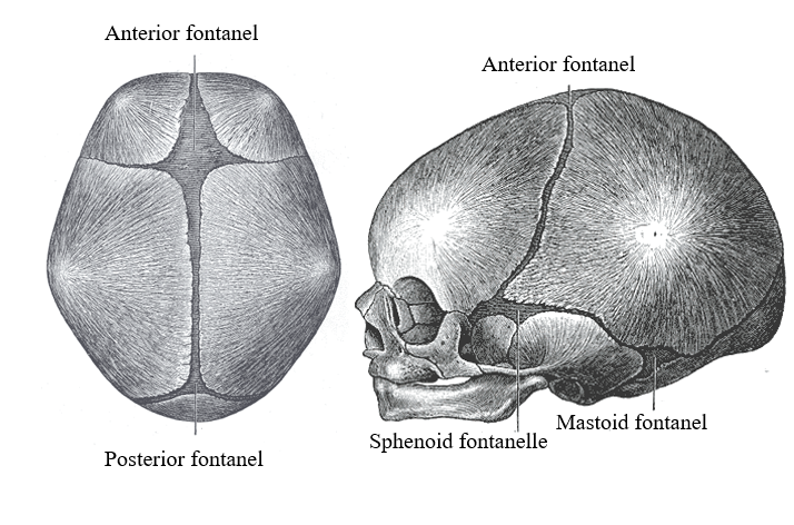 <p>Superior and lateral view of the newborn skull and its fontanels</p>