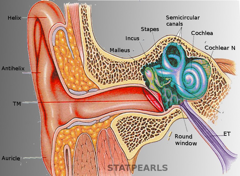 <p>Ear Anatomy
