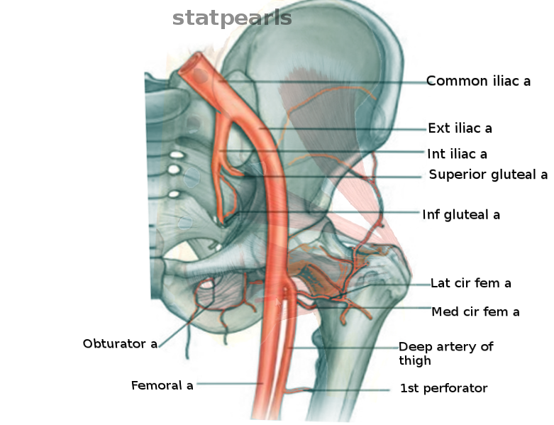 Anatomy, Abdomen and Pelvis, Hip Arteries Article