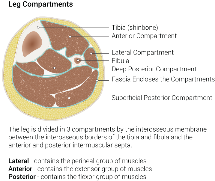 Gastrocnemius Rupture Article