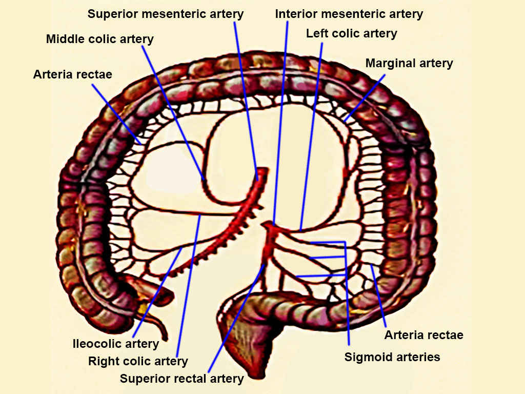 Anatomy Abdomen And Pelvis Superior Mesenteric Artery Article Images