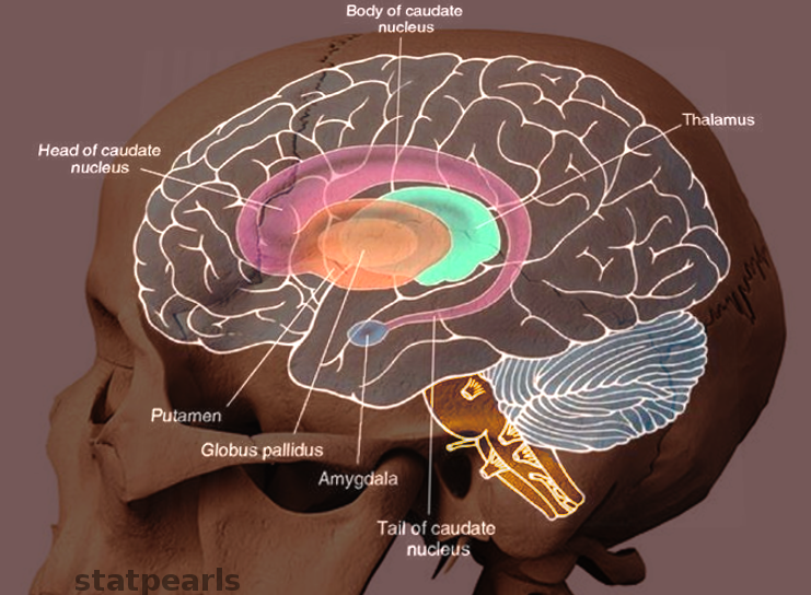 Neuroanatomy, Putamen Article - StatPearls