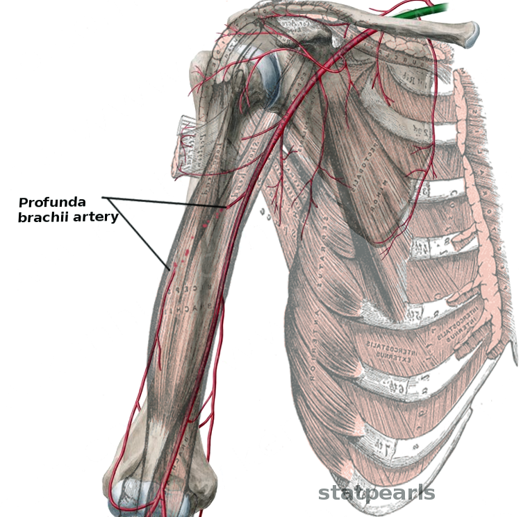 Video casetada profunda es pecial. A profunda brachii. Ветви arteria profunda brachii. A profunda brachii n radialis.