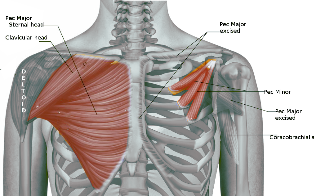 Anatomy, Shoulder and Upper Limb, Pectoral Muscles | Treatment ...