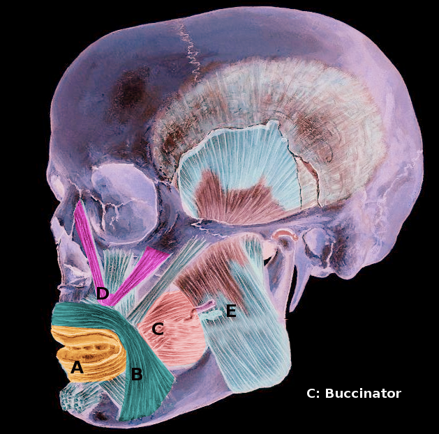 Anatomy, Head and Neck, Buccinator Muscle Article - StatPearls