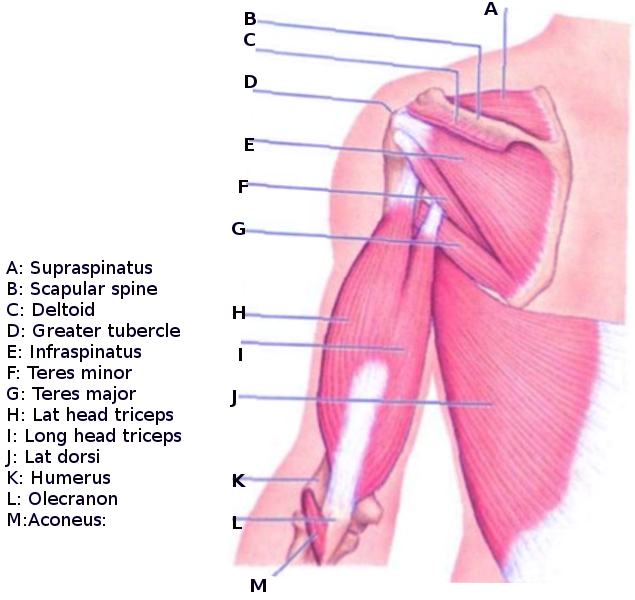 Anatomy, Shoulder and Upper Limb, Scapulohumeral Muscle Article