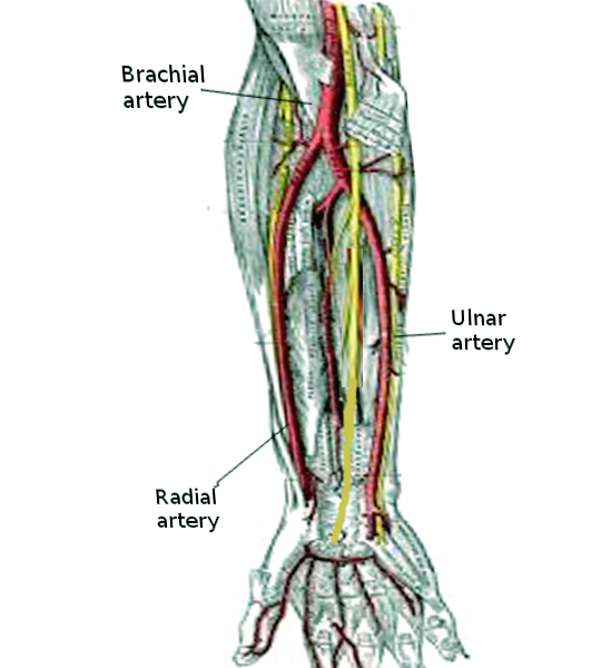 Anatomy, Shoulder and Upper Limb, Arm Structure and Function ...