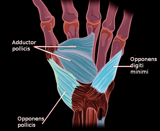 Adductor Pollicis Action