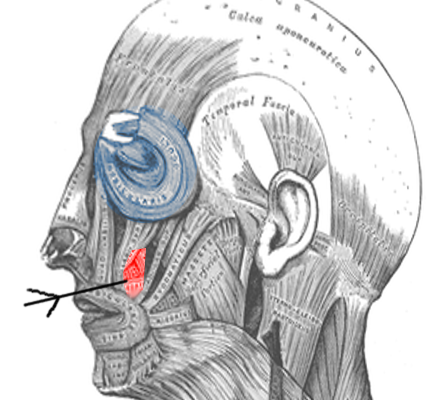 Anatomy, Head and Neck: Levator Anguli Oris Muscle | Treatment ...