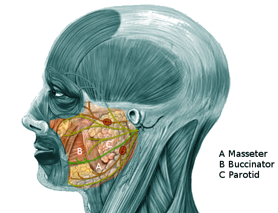 Anatomy, Head and Neck, Cheeks Article - StatPearls