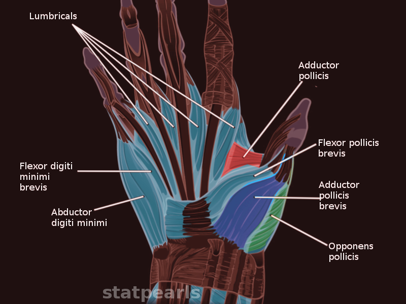 Anatomy, Shoulder and Upper Limb, Hand Hypothenar Eminence Article