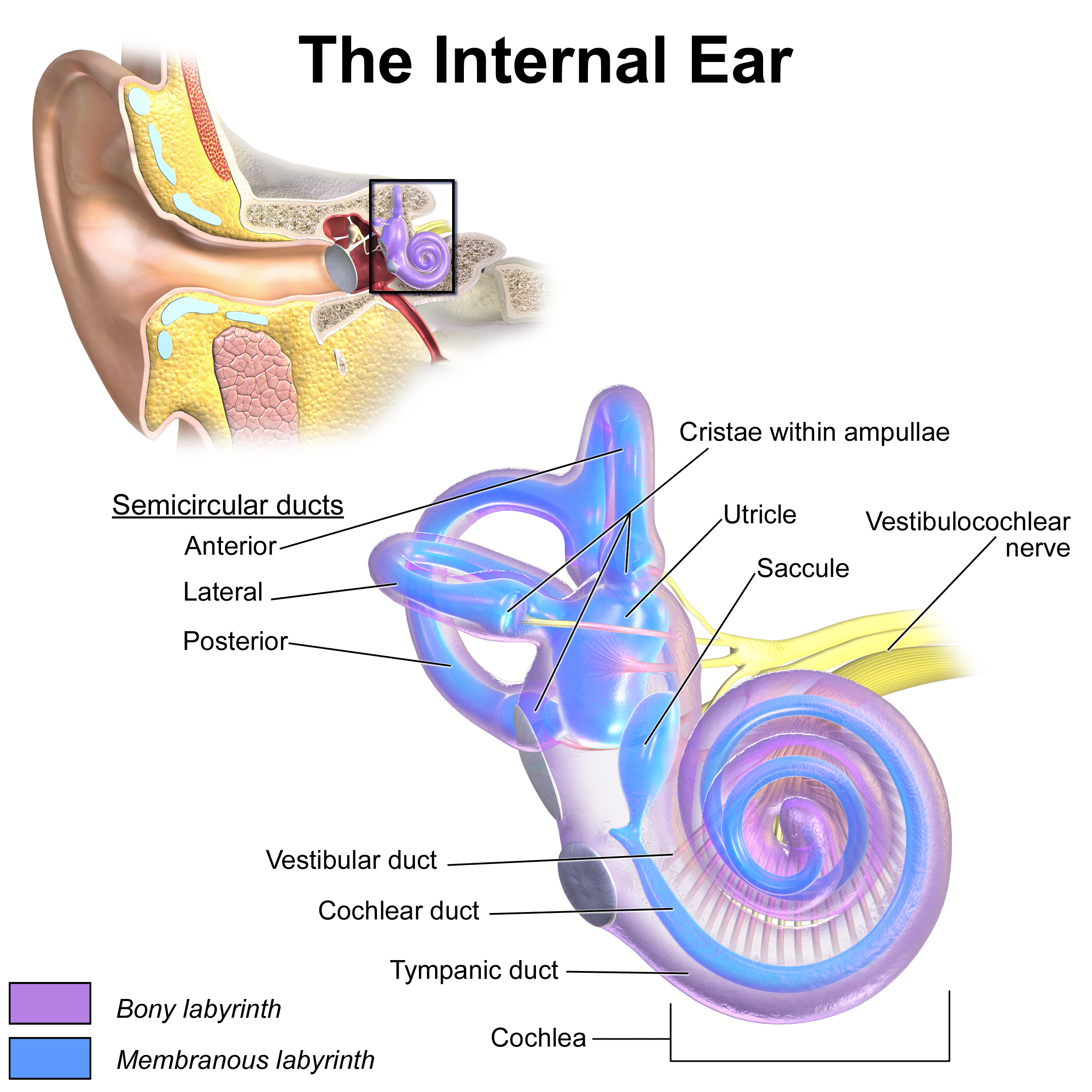 vestibular-dysfunction-article