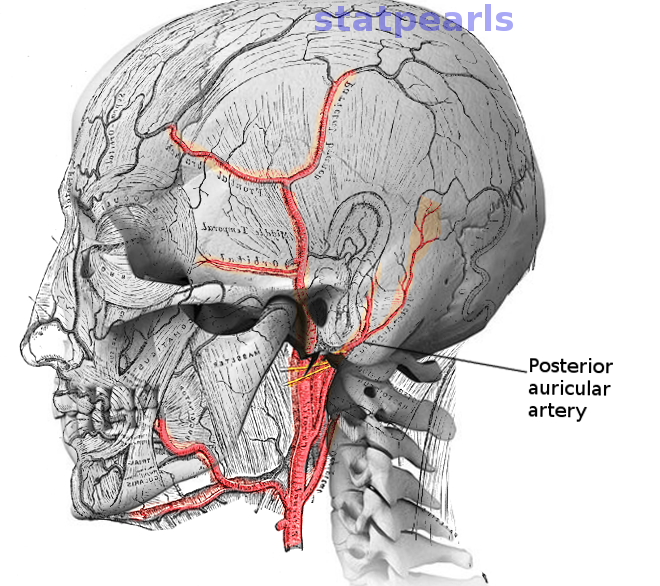 Anatomy, Head and Neck, Posterior Auricular Artery | Treatment ...