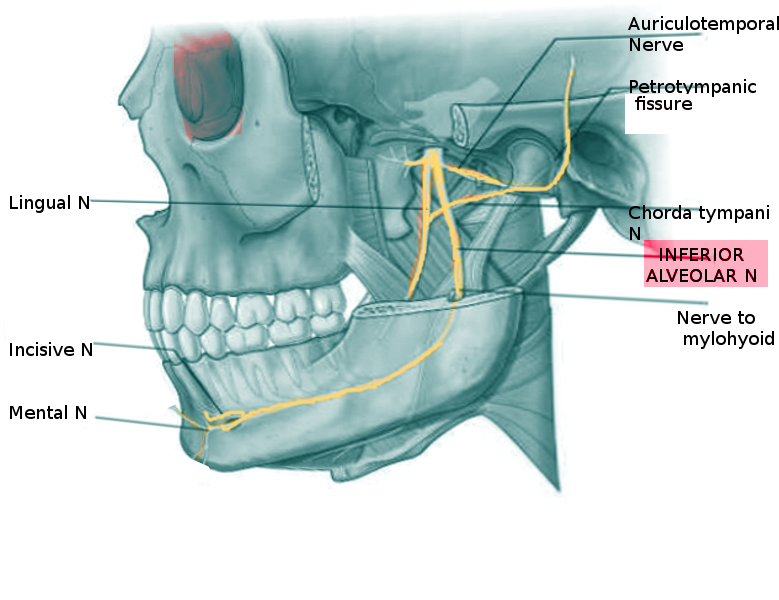 Anatomy, Head and Neck, Alveolar Nerve Article