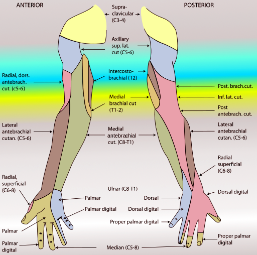 Anatomy, Shoulder and Upper Limb, Arm Nerves | Treatment & Management ...