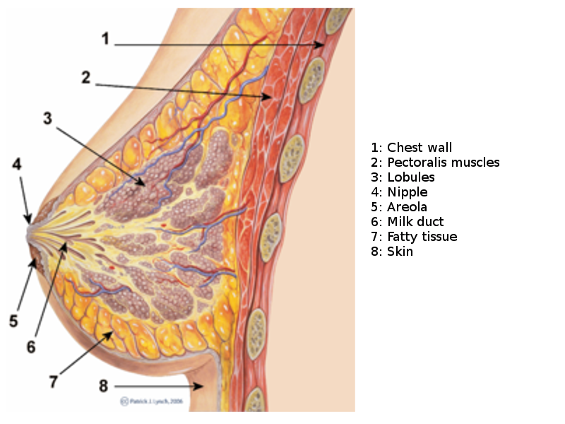 Female Reproductive Histology Notes - Medical Histology - Jacobs School of Medic