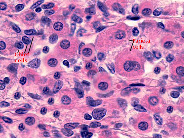 Histology, Parietal Cells Article