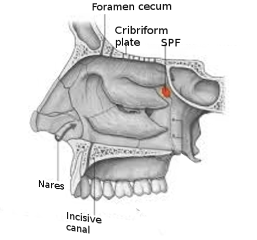 Anatomy Of The Pterygopalatine Sphenopalatine Fossa O Vrogue Co