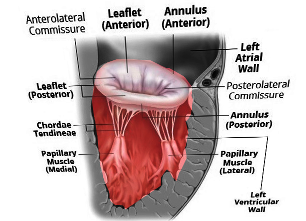 Anatomy, Thorax, Mitral Valve Article - StatPearls