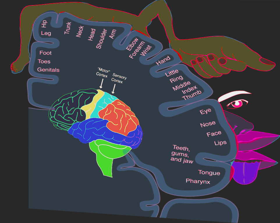 Neurosurgery, Sensory Homunculus Article