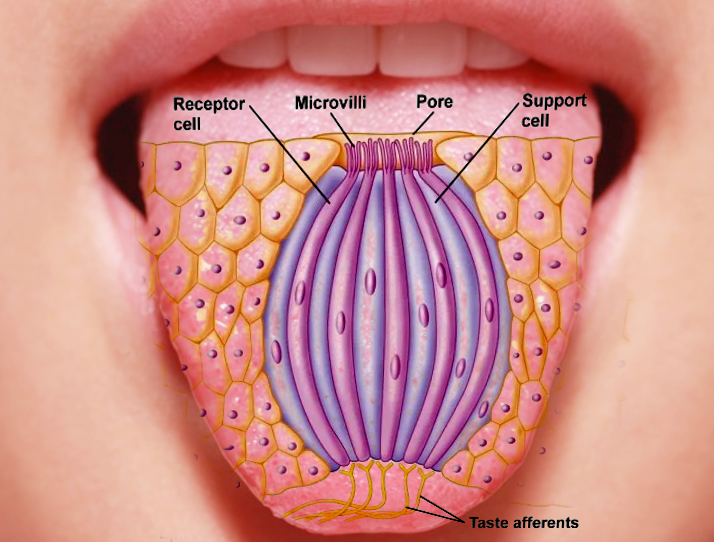 Physiology, Taste | Treatment & Management | Point Of Care