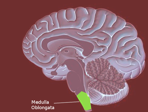 Neuroanatomy, Medulla Oblongata Article