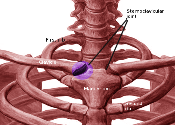 Sternoclavicular Joint Anatomy Diagram