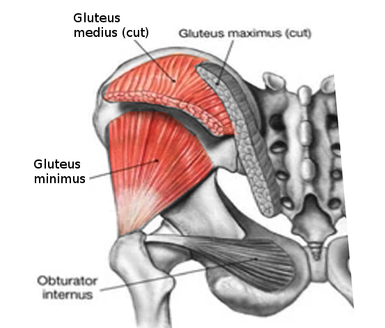 Trendelenburg Gait Article