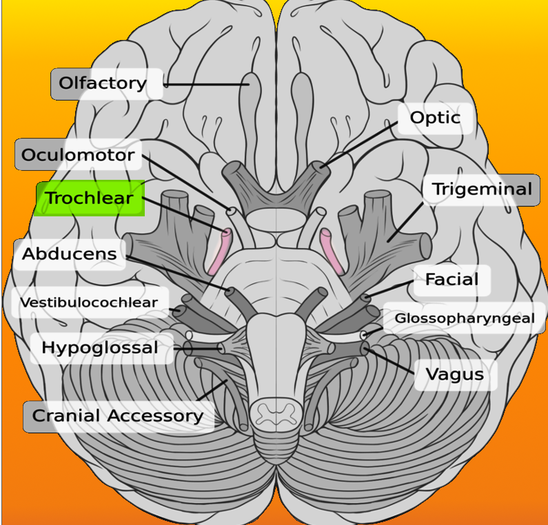 Neuroanatomy, Infratrochlear Nerve | Treatment & Management | Point of Care