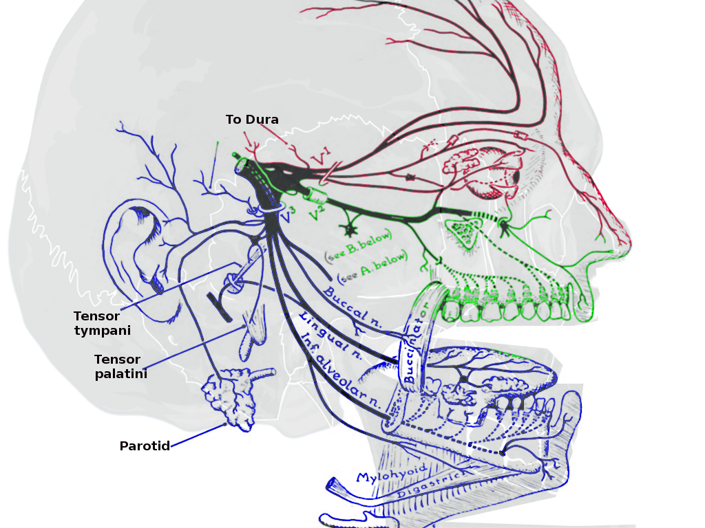 Vestibulocochlear Nerve Number