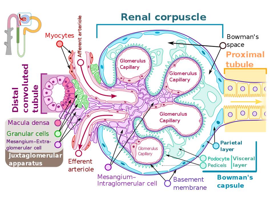 Histology, Kidney and Glomerulus Article - StatPearls