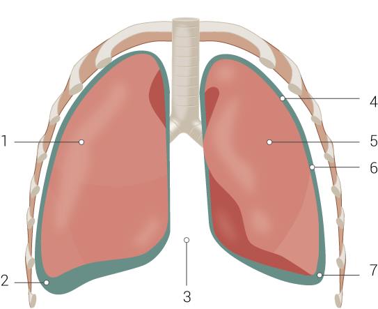 Pleural Friction Rub Article - StatPearls