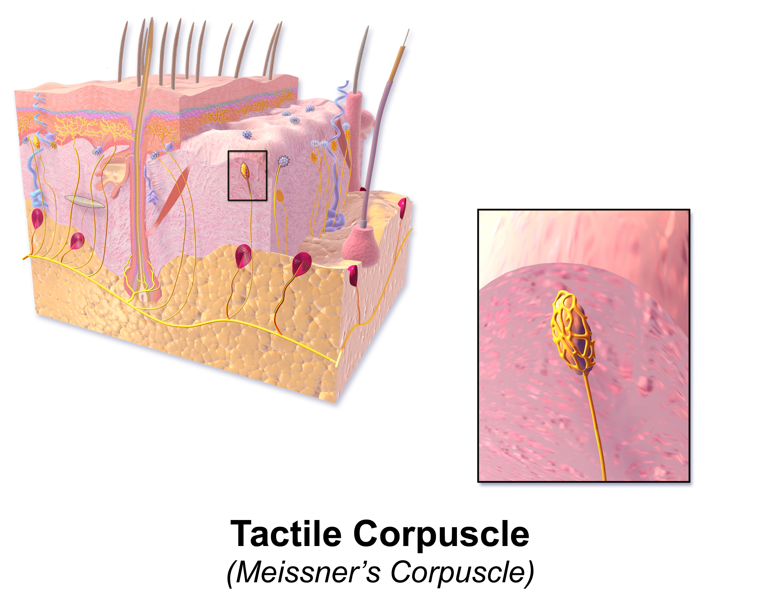 Where Are Meissner's Corpuscles Located