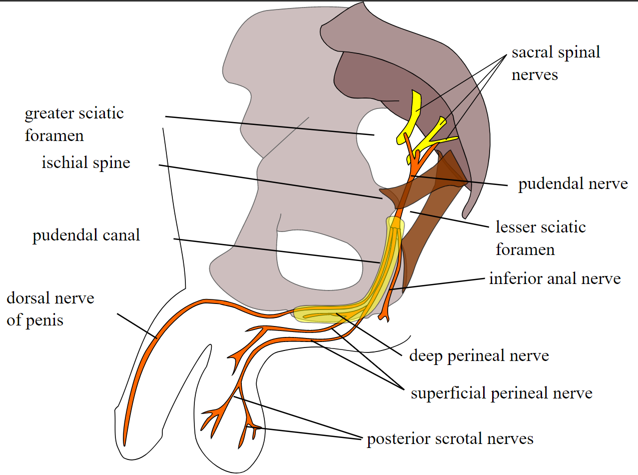 Pudendal Nerve Anatomy