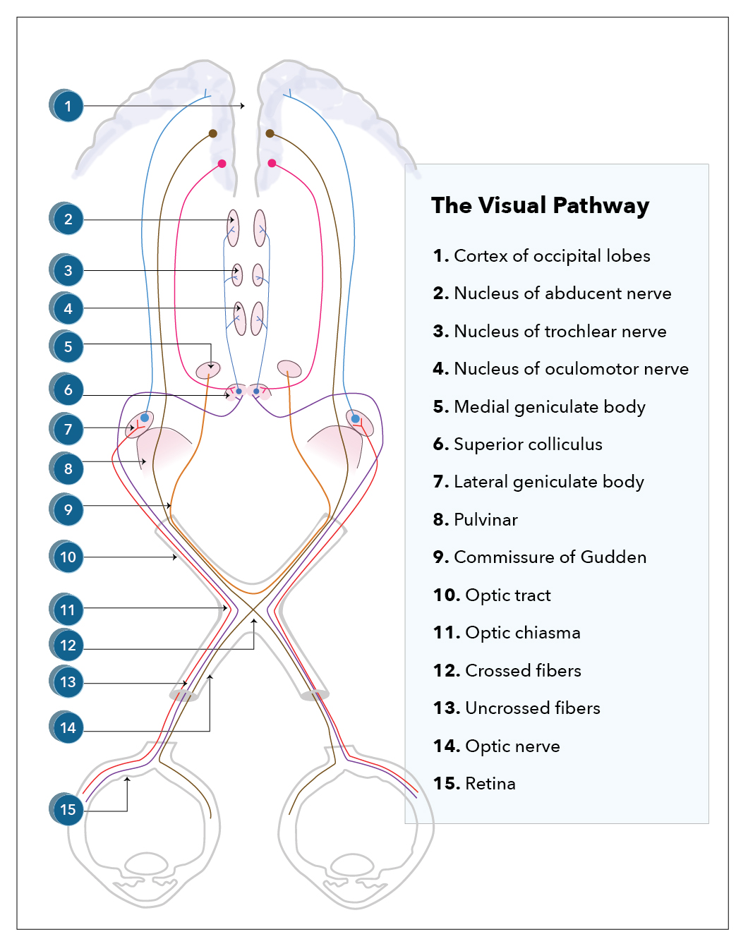 Neuroanatomy Visual Pathway Treatment Management Point Of Care