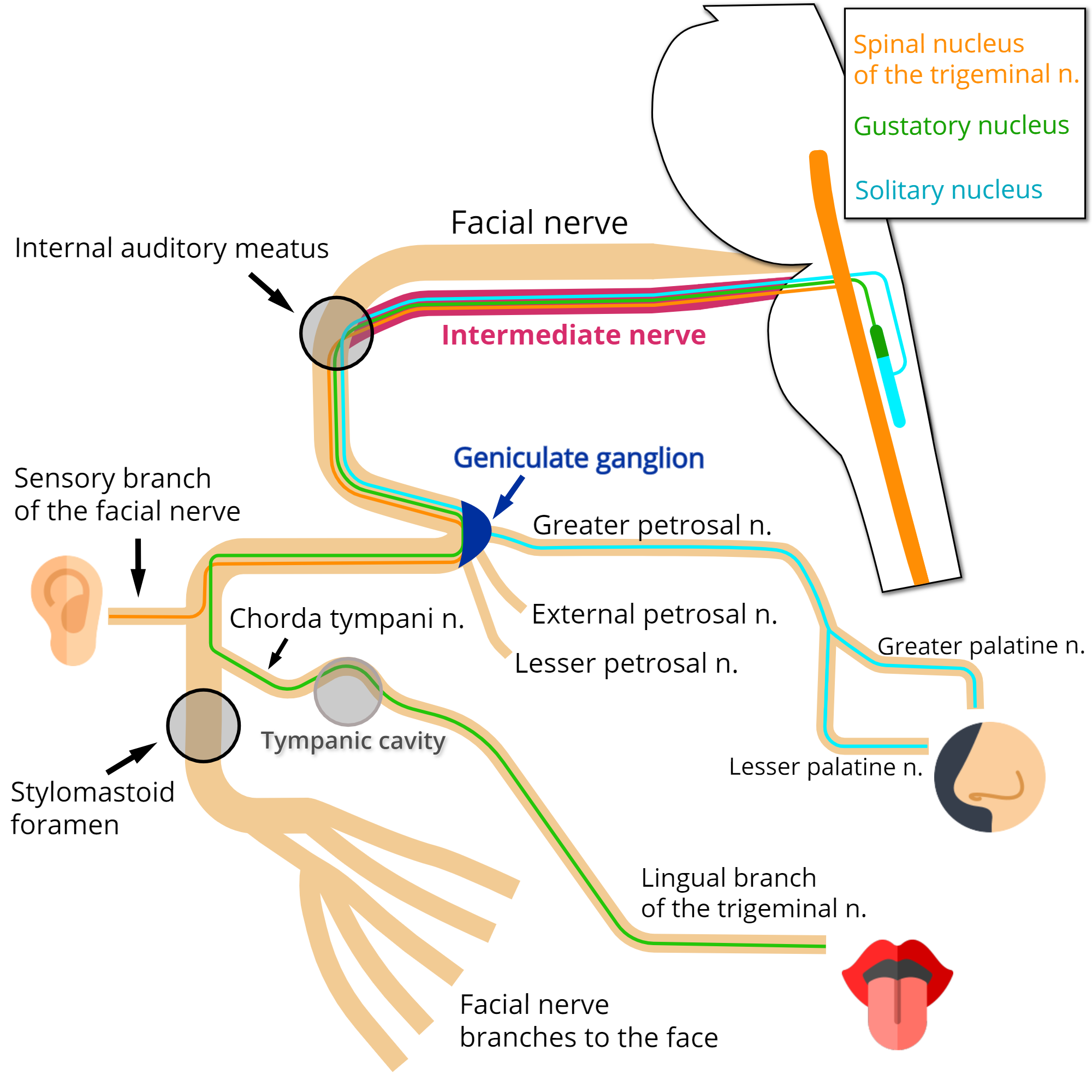 Neuroanatomy, Geniculate Ganglion Article