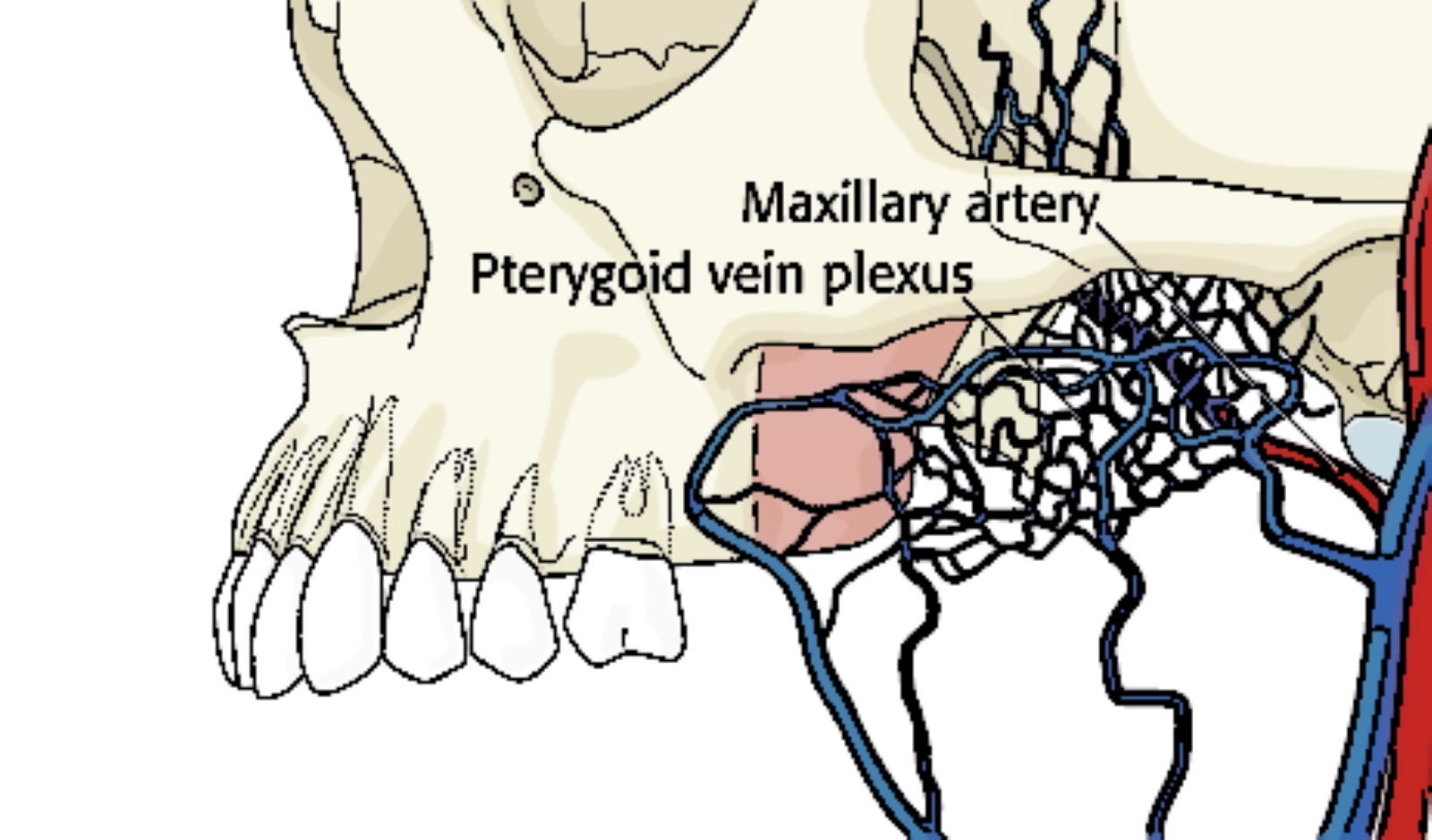 Neuroanatomy, Pterygoid Plexus | Treatment & Management | Point of Care