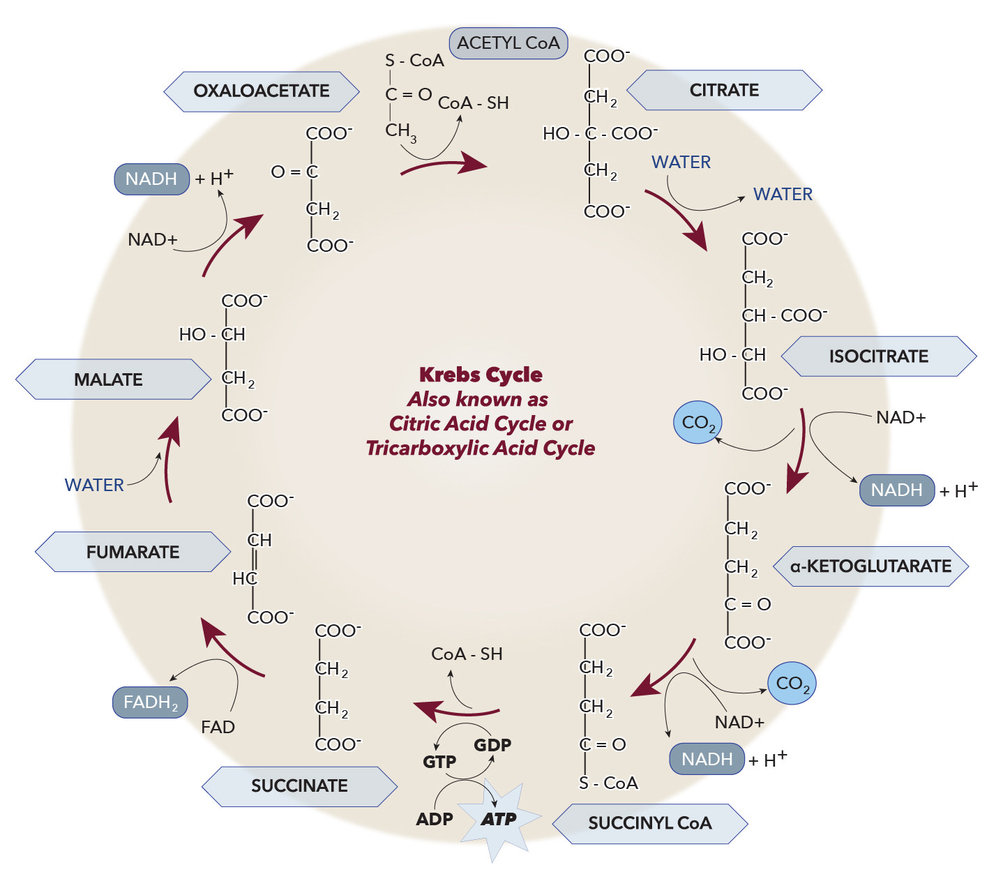 The Krebs Cycle Diagram