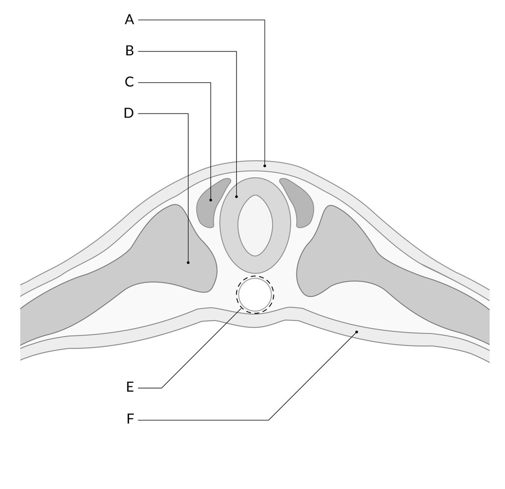 Neural Tube Formation Timeline