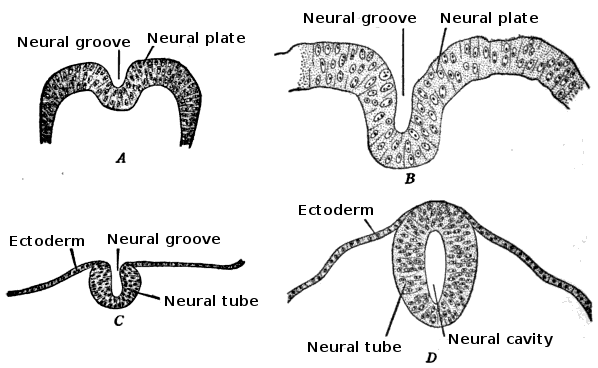 Neuroanatomy Neural Tube Development And Stages Article